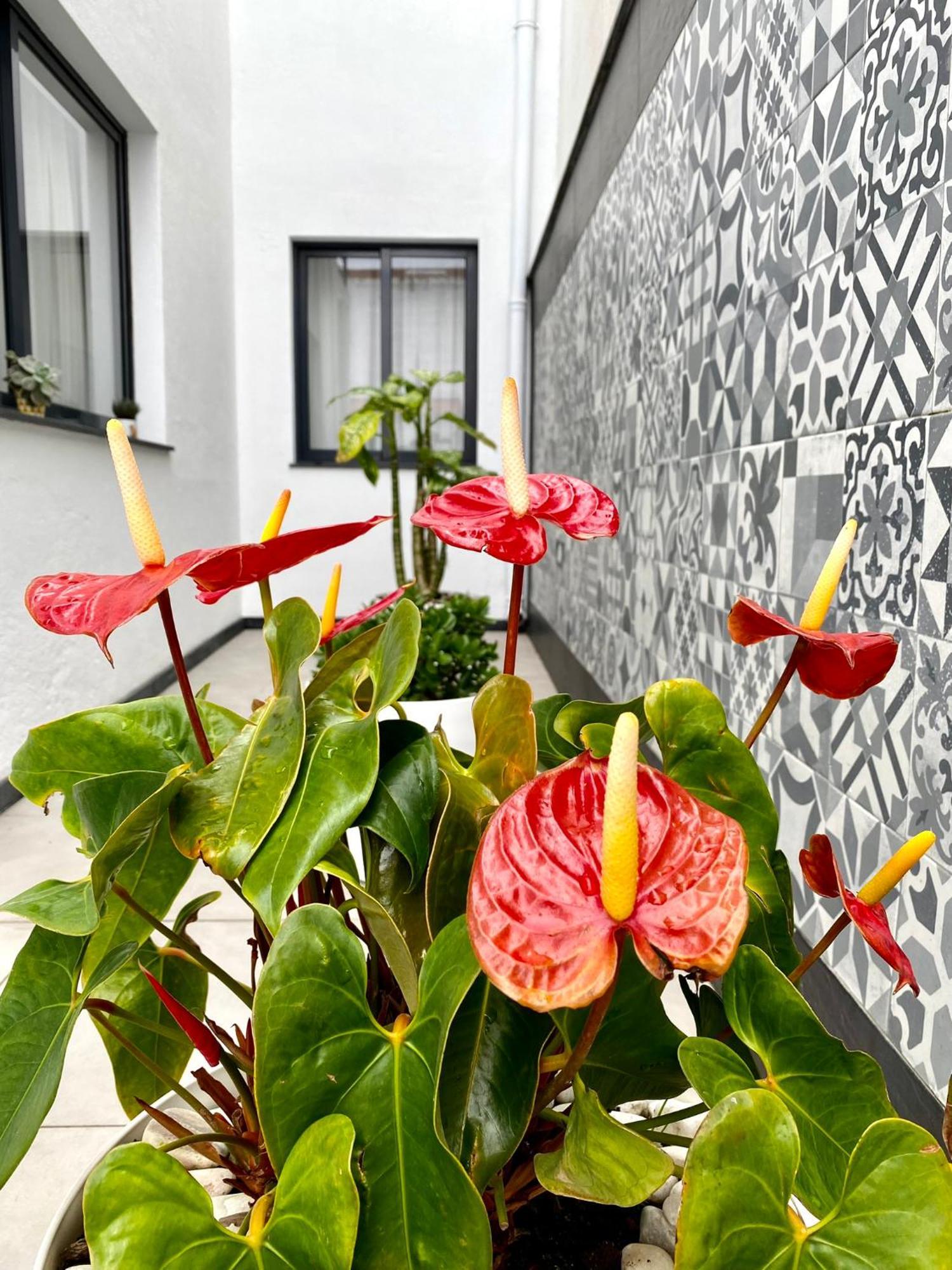 Iris House Al Azores Ponta Delgada Exteriér fotografie